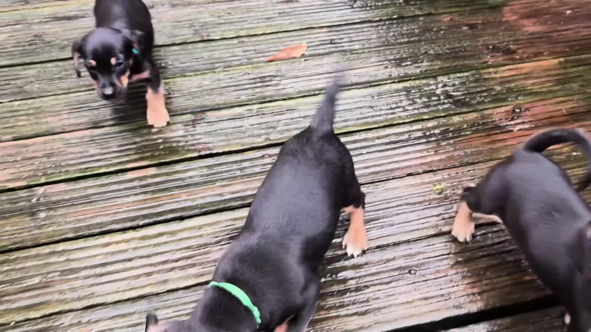 Mixed Breed dogs for sale: Daxijax/Jackshund/Dachshund/Jack - READY TO GO - Video 1