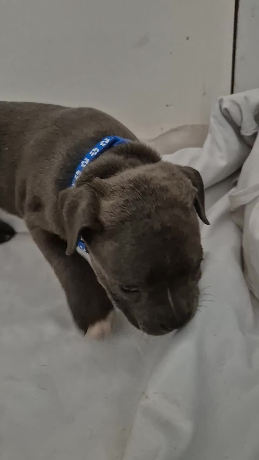Staffordshire Bull Terrier dogs for sale: Blue Staffs £1,100 Deposit is £245 - Video 2