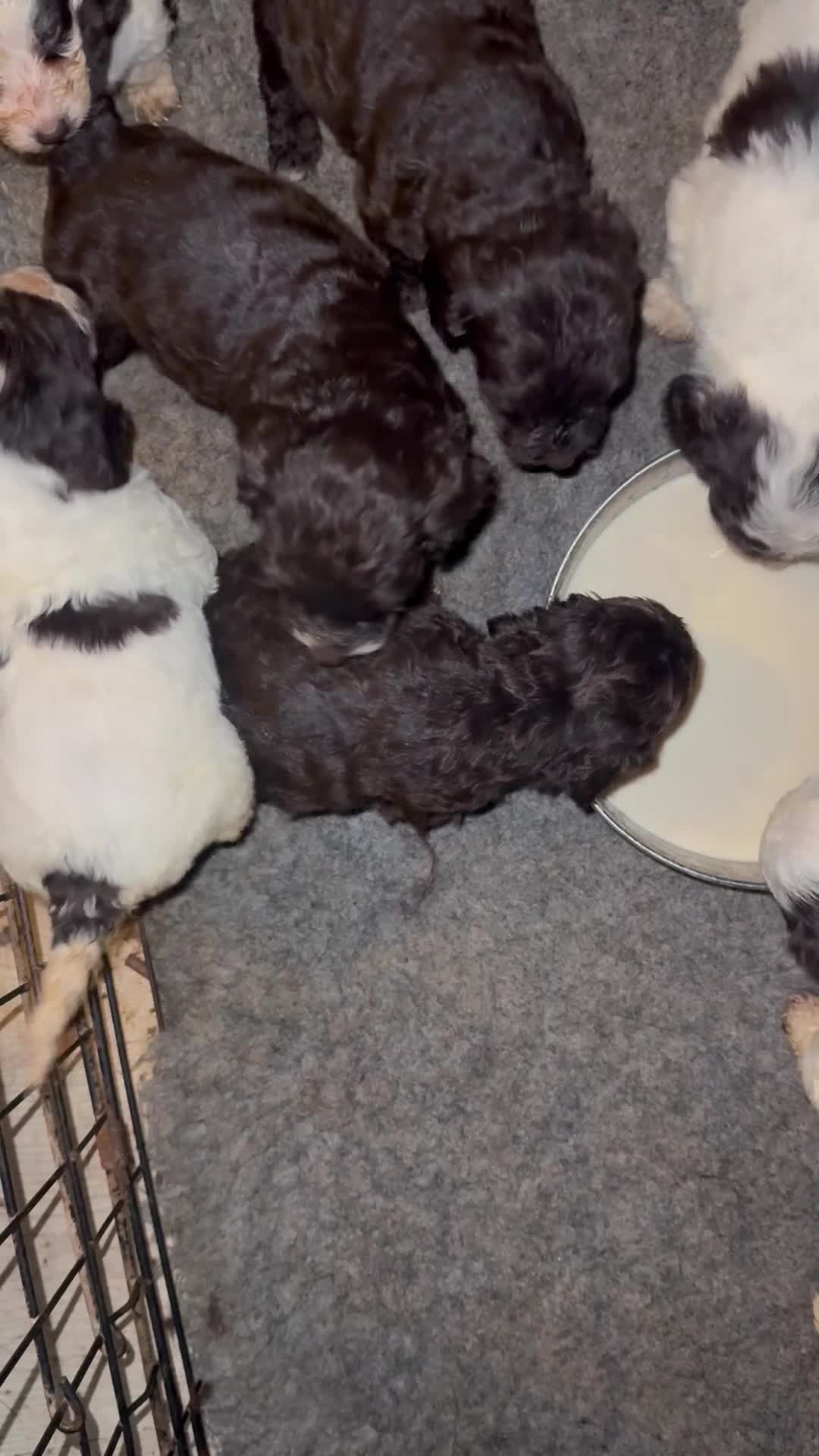 Cockapoo dogs for sale: Miniature cockapoos - Video 2