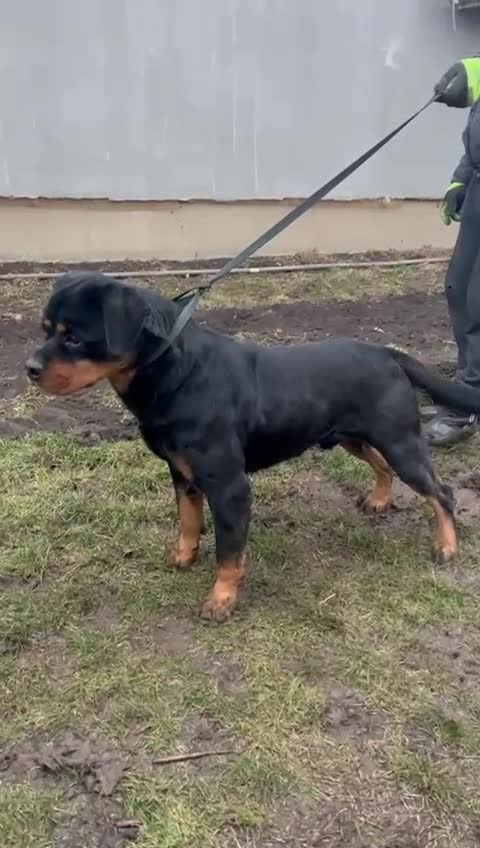 Rottweiler dogs for sale: Rottweiler German blood - Video 1