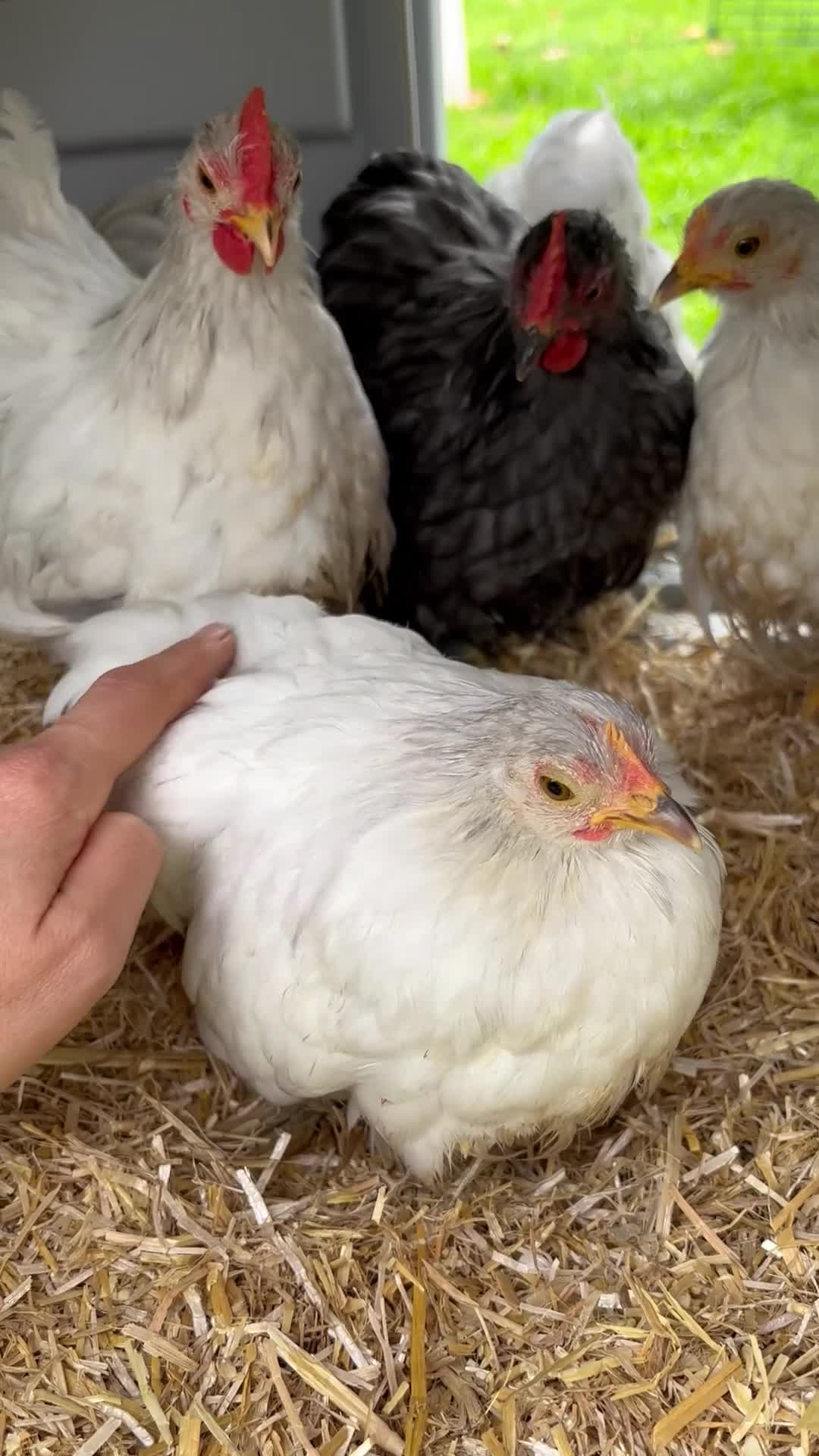 Chickens poultry for sale: Trio of bantams  - Video 1