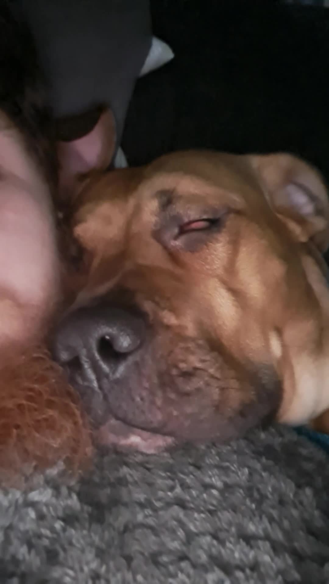 Presa Canario dogs for sale: Dobby the 2 year old presa canario  in Morecambe - Video 2