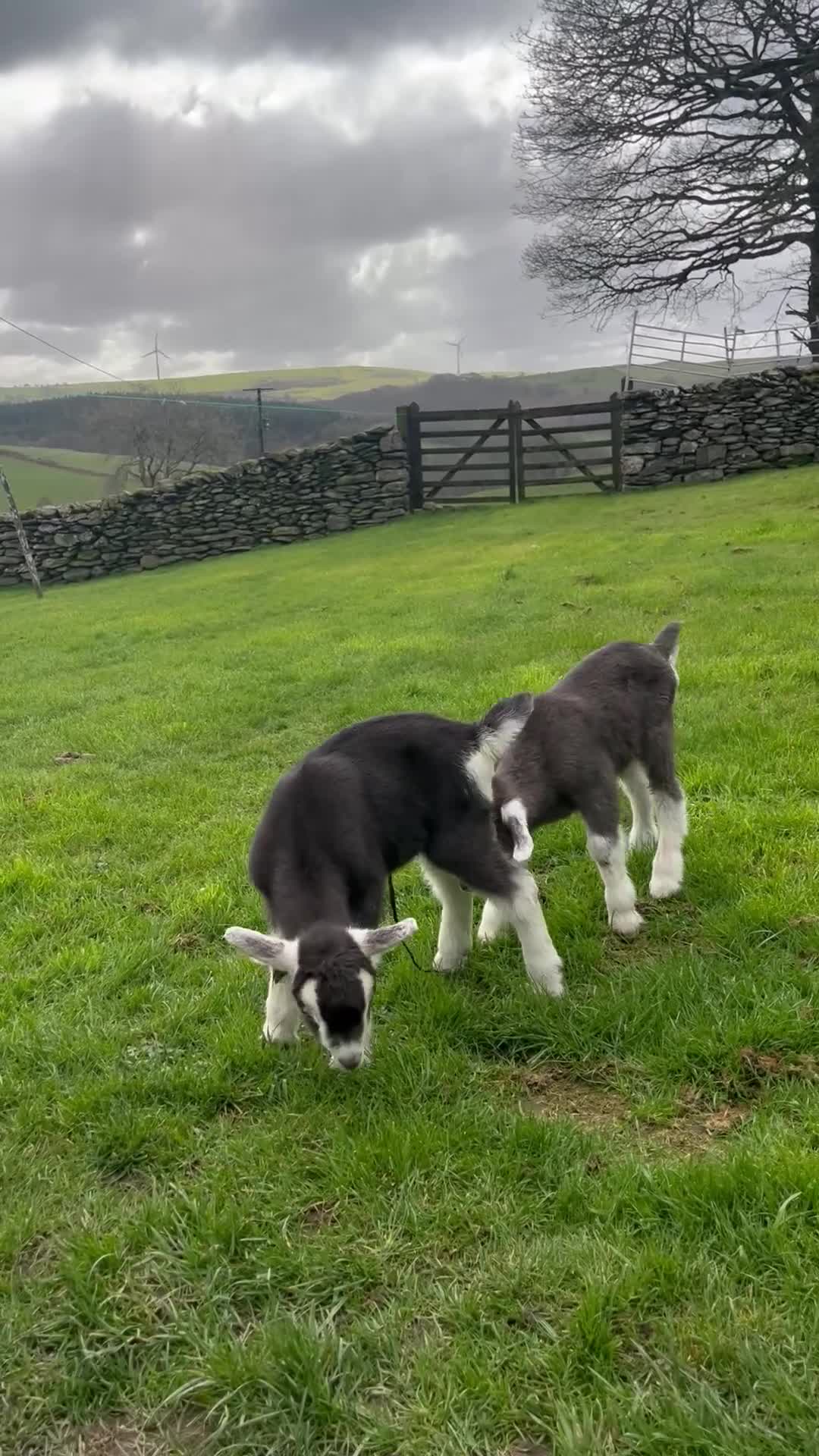 Goats livestock for sale: Beautiful Friendly Goat kids For Sale - Video 1