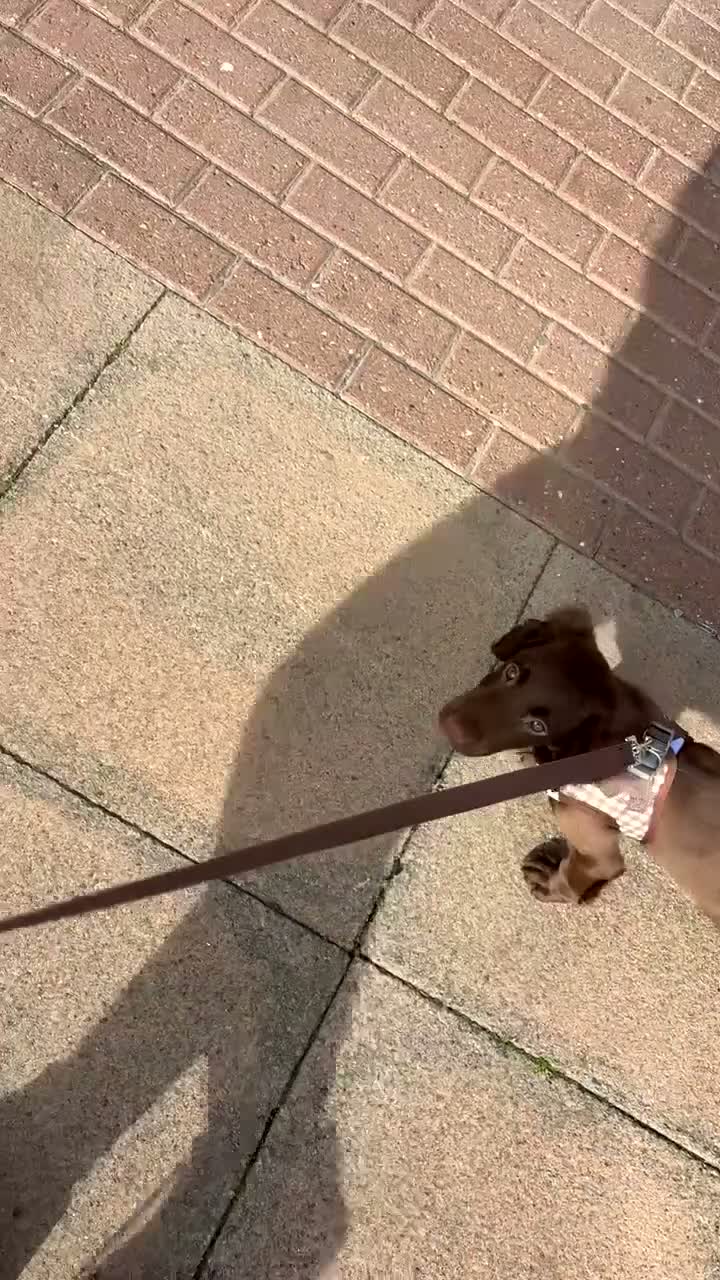 Sprocker dogs for sale: Male Sprocker Puppy - Video 2