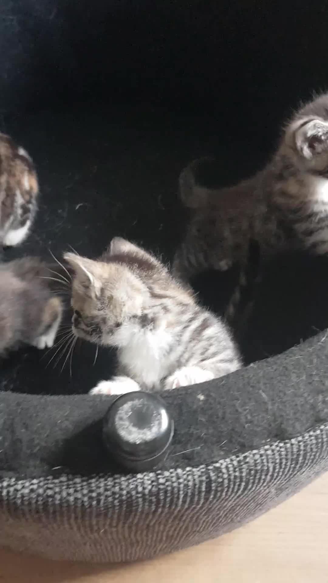 Mixed Breed cats for sale: 3 beautiful female kittens  - Video 1