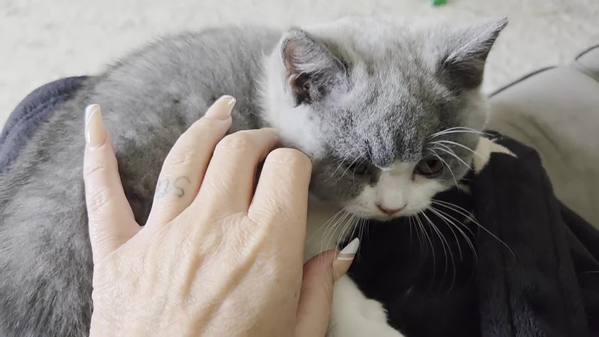 British Shorthair cats for sale: Gccf registered British shorthair kittens ready  - Video 2