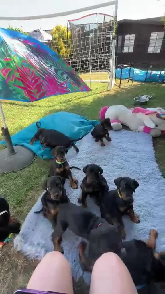 Dobermann dogs for sale: KC registered exclusive Dobermann puppies  - Video 1