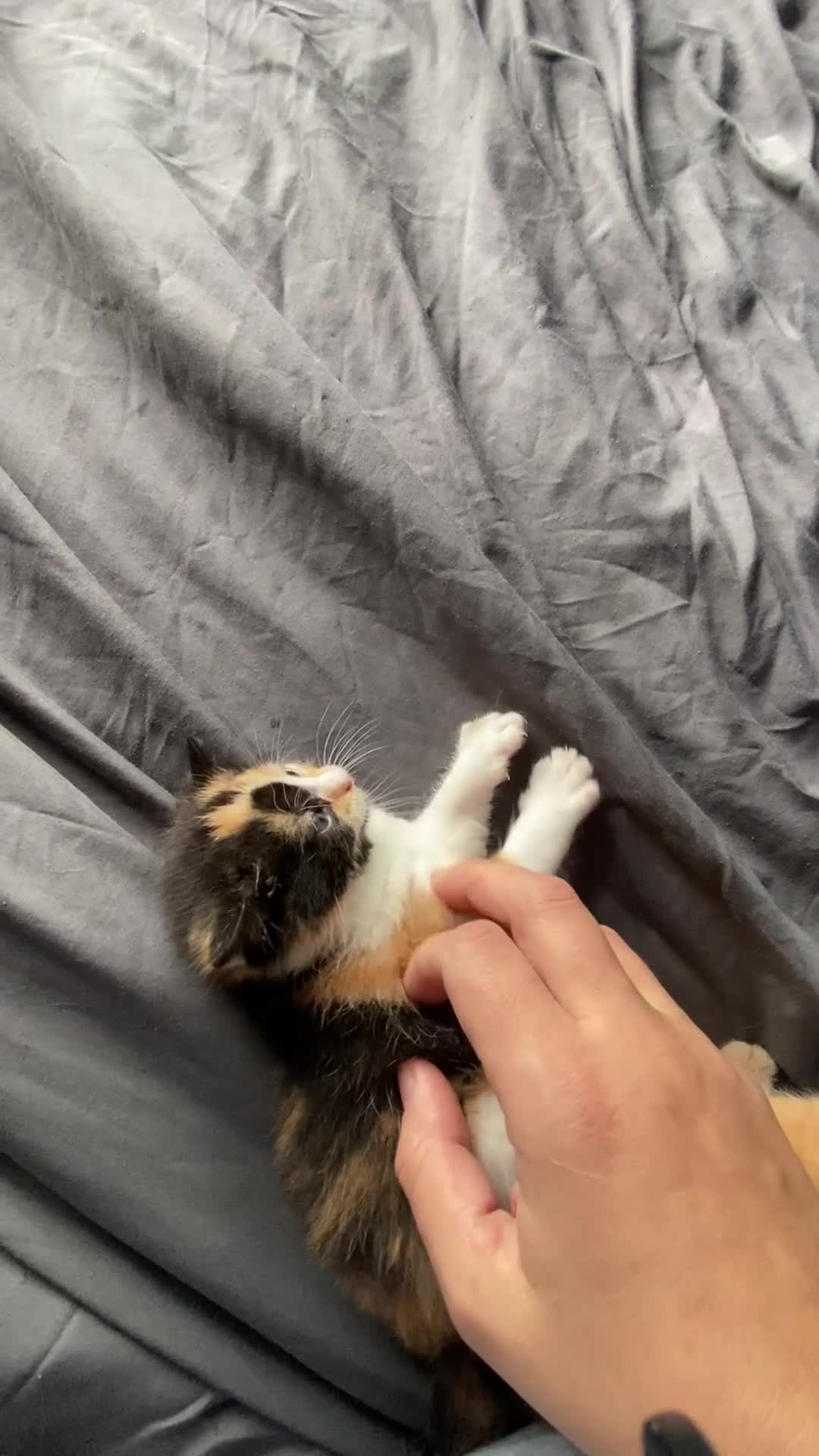 Mixed Breed cats for sale: Beautiful fluffy kittens - Video 2