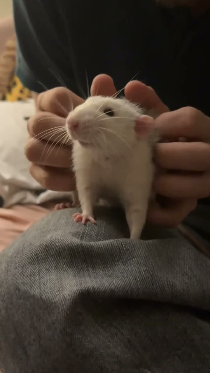 Rat rodents for sale: 4 Male Rats & Cage - Video 1