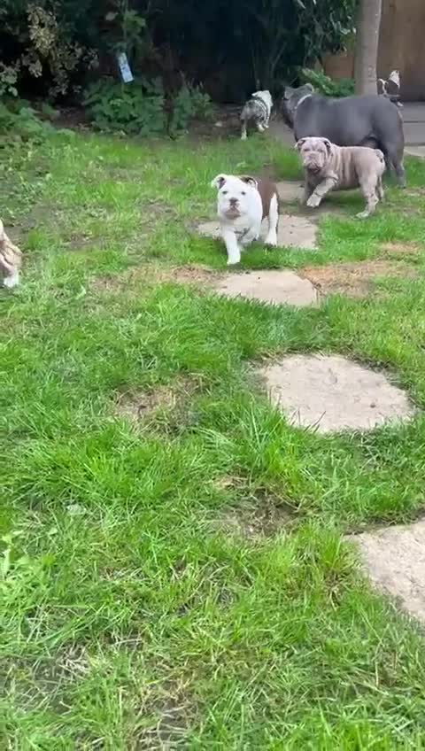 English Bulldog dogs for sale: Here come the Girls - Video 3