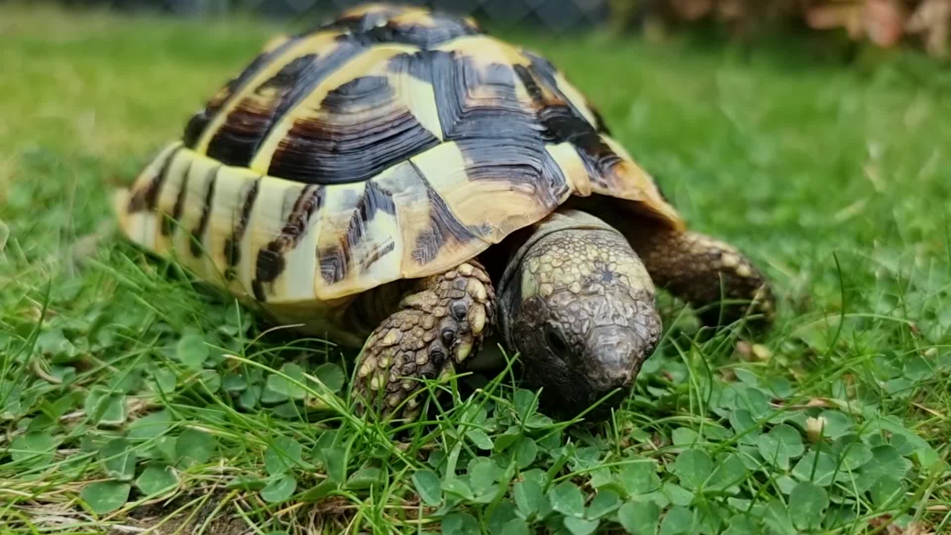 Tortoise reptiles for sale: Testudo Hermanni -tortoise for sale 7 years old - Video 1