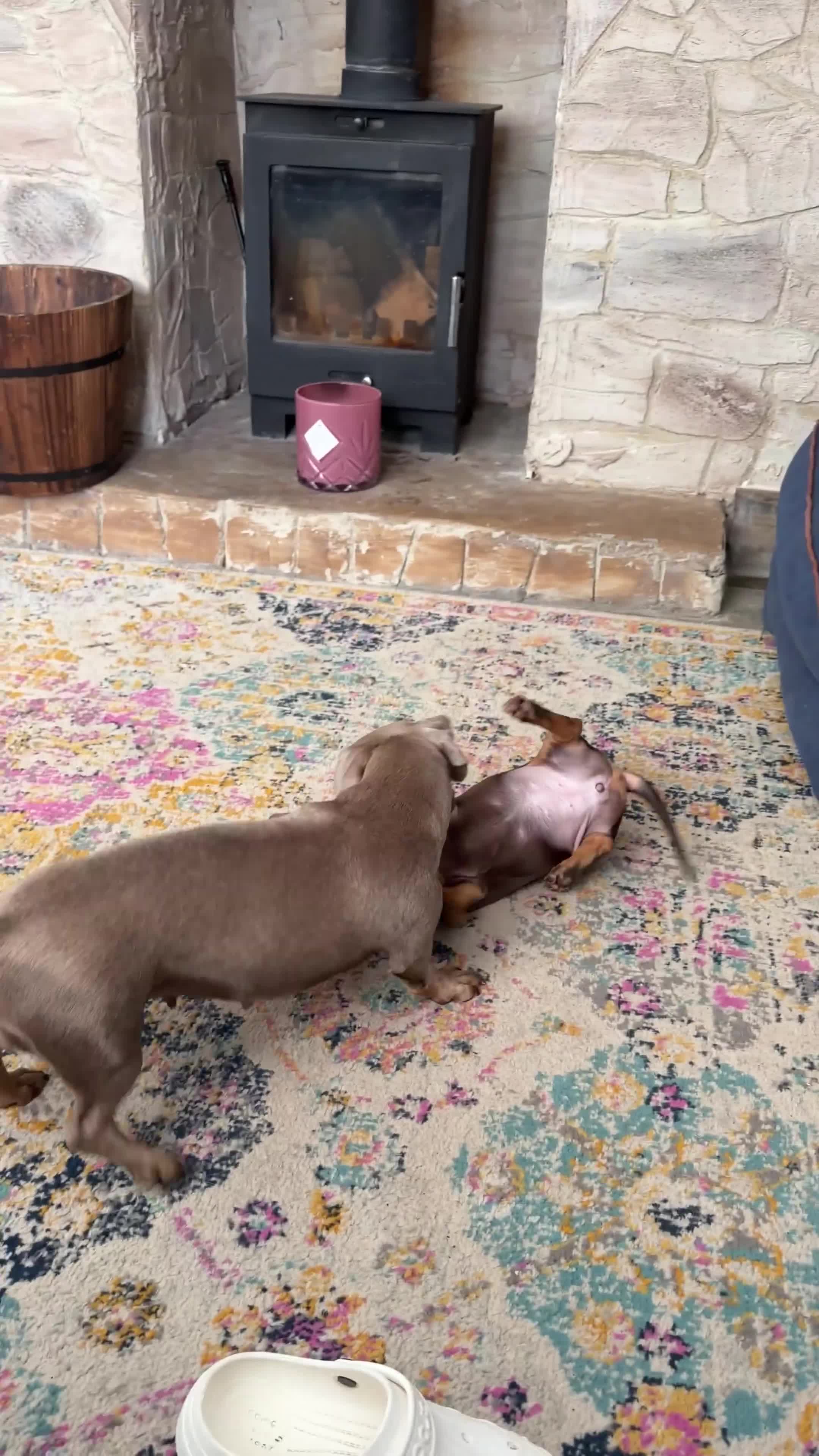 Miniature Dachshund dogs for sale: 🐾 Just One Beautiful Puppy Left! 🐾 - Video 4