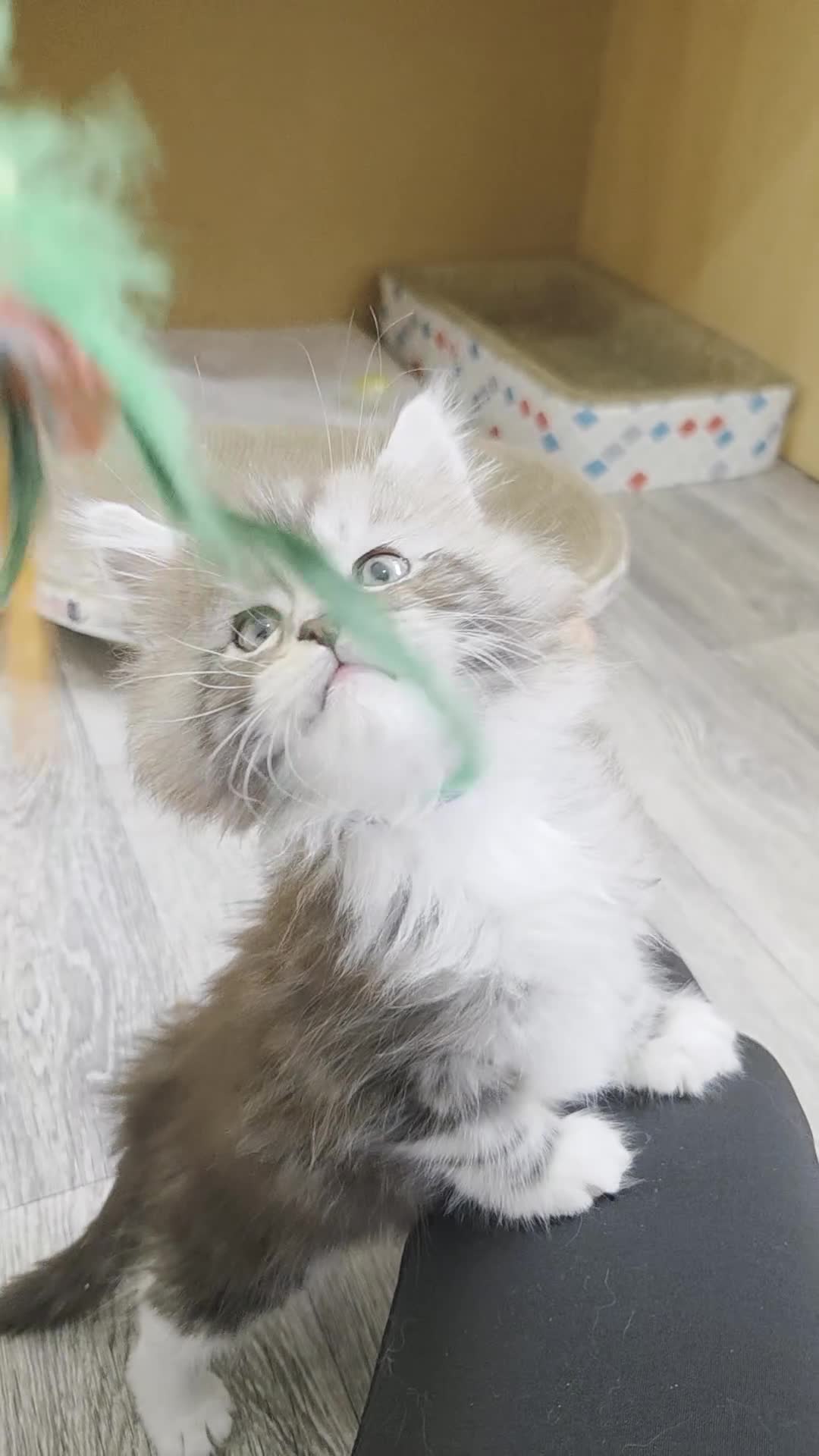 Maine Coon cats for sale: Outstanding Quality shaded line Boys - Video 1
