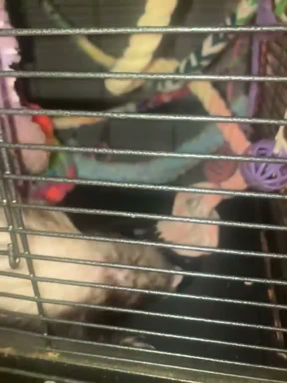 Ferret rodents for sale: 2 female ferrets  in Macclesfield - Video 1