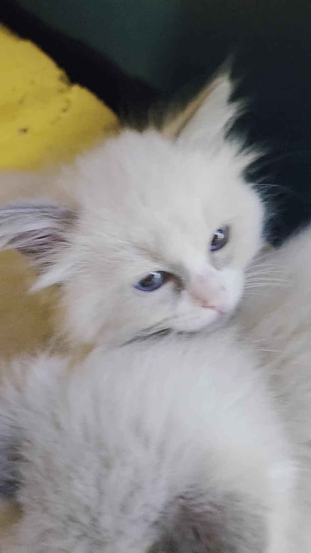 Ragdoll cats for sale: Beautiful Ragdoll Kittens only 1 left 💖 - Video 1