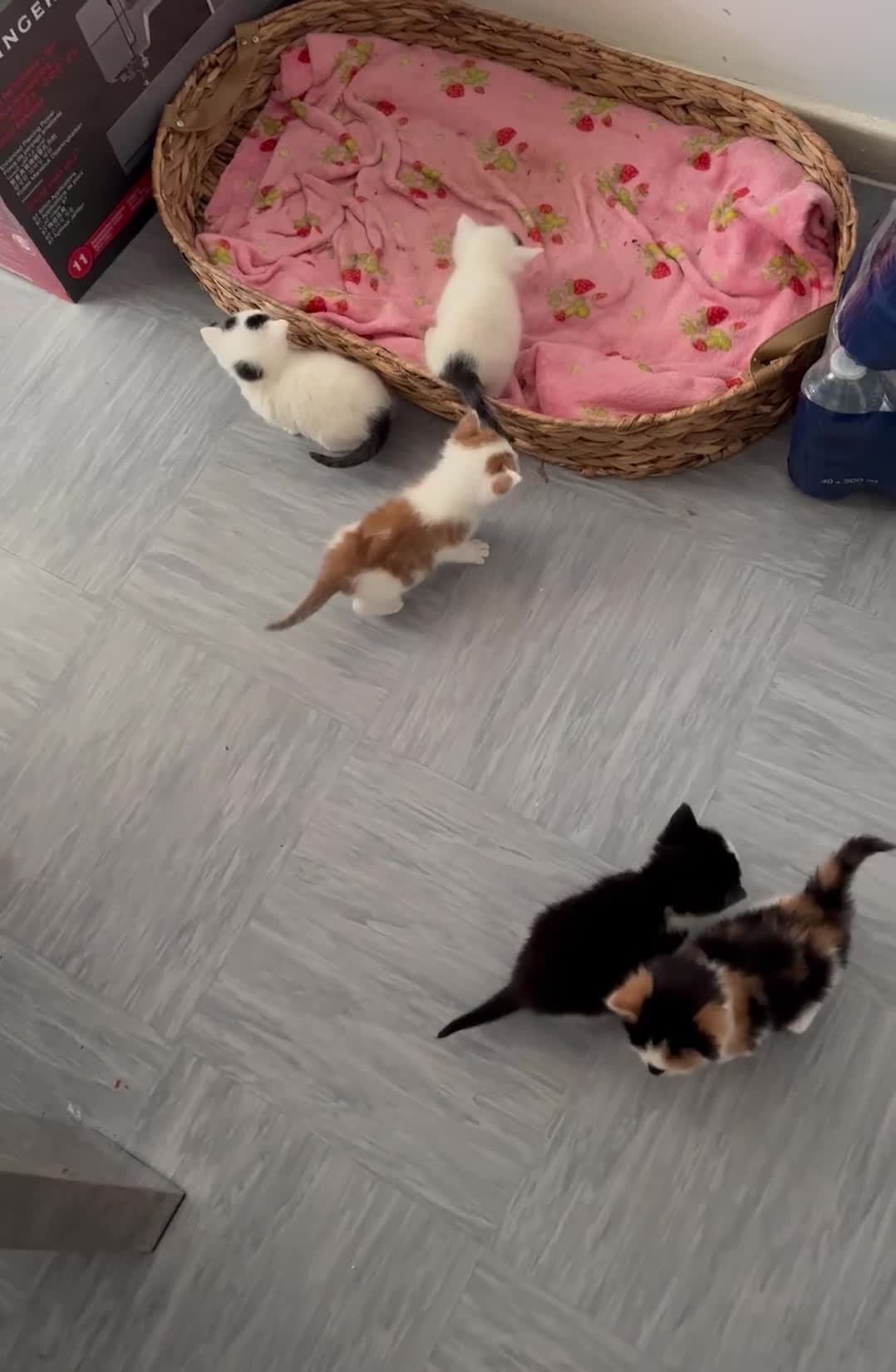 Mixed Breed cats for sale: 3 Kittens - Video 1