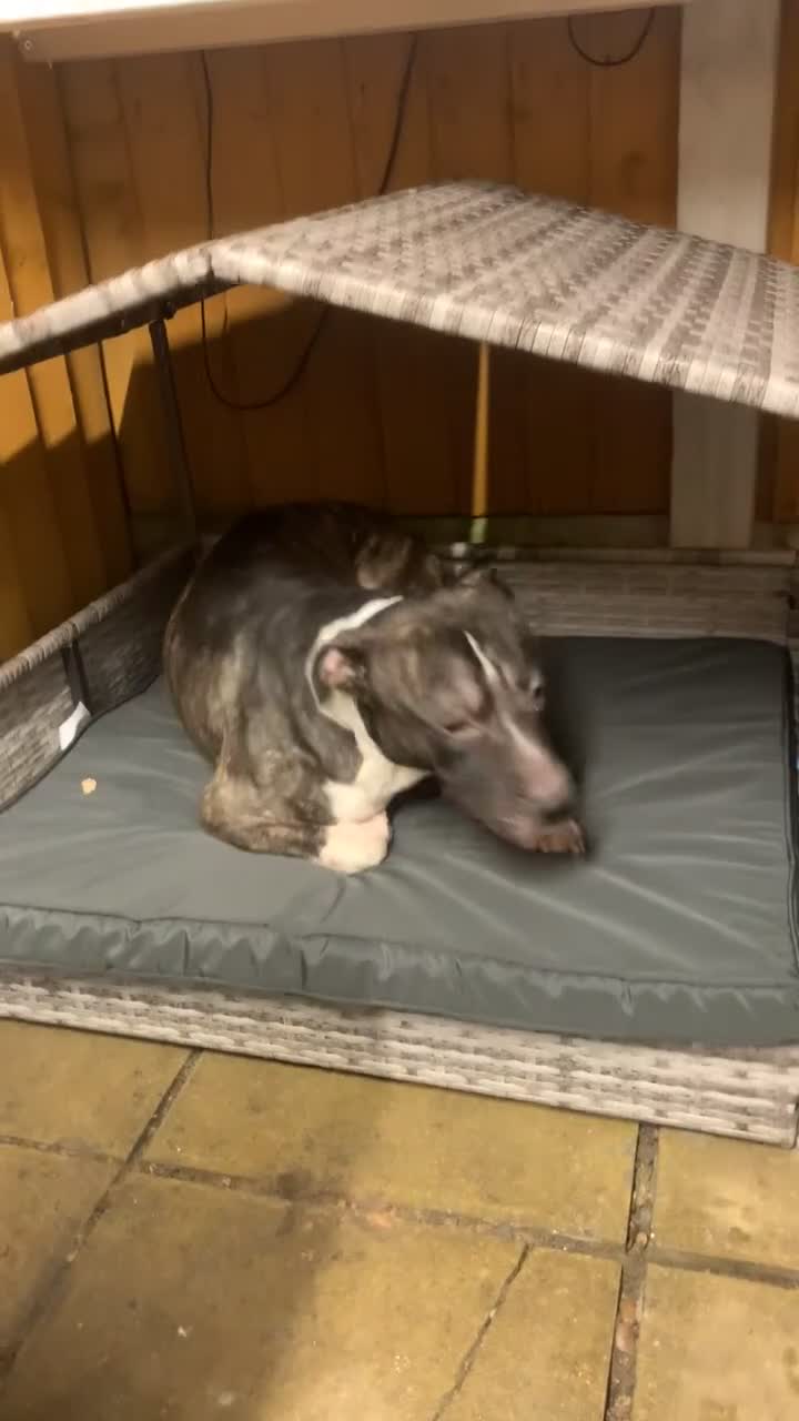 Mixed Breed dogs for sale: zeus staffordshirebull terrier in Chesterfield - Video 2