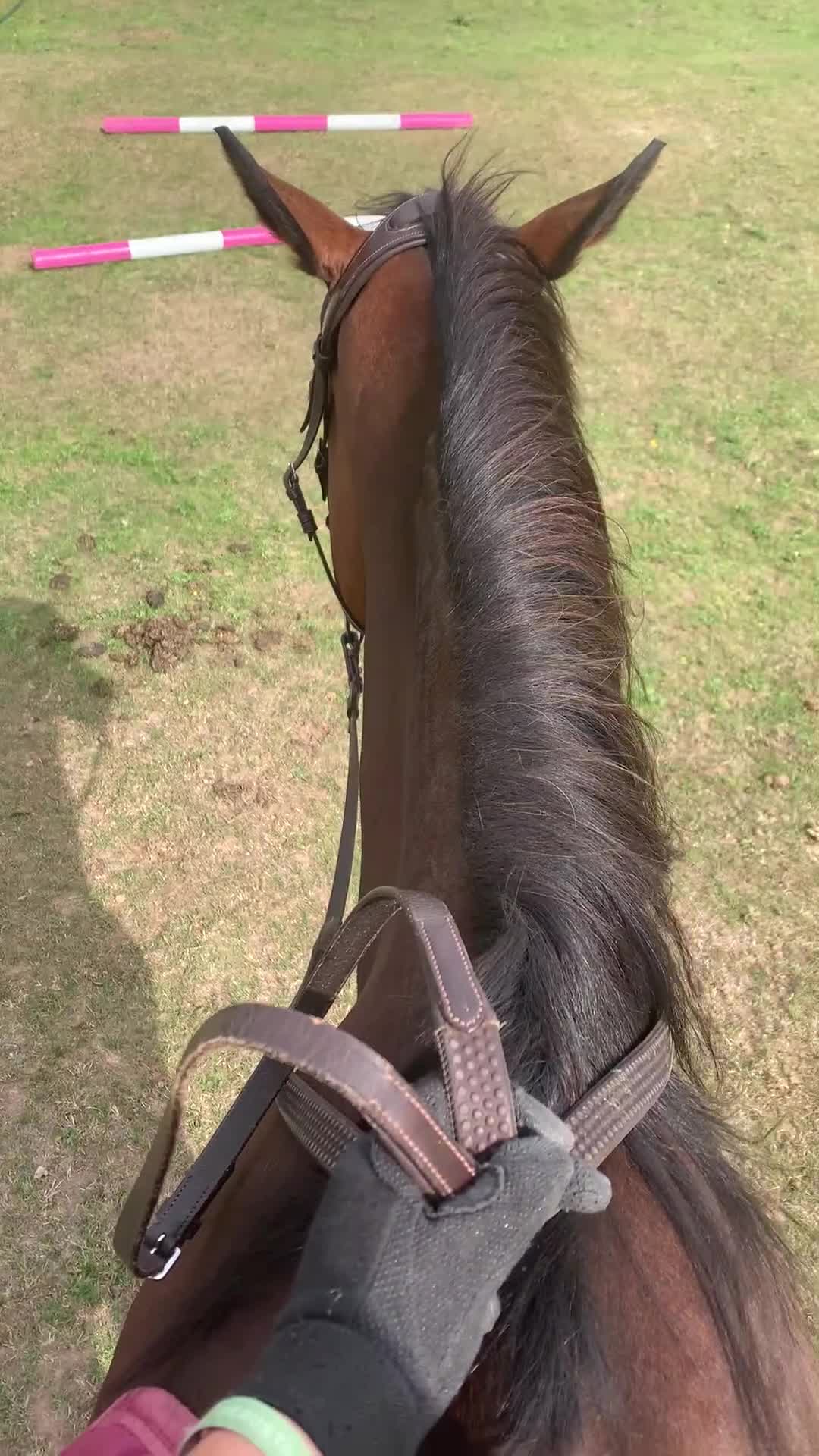 Irish Thoroughbred horses for sale: 15.1 9yo pretty bay mare  - Video 5