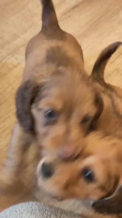 Miniature Dachshund dogs for sale: KC PRA Clear Mini Longhair Daxies – Dapple - Video 5