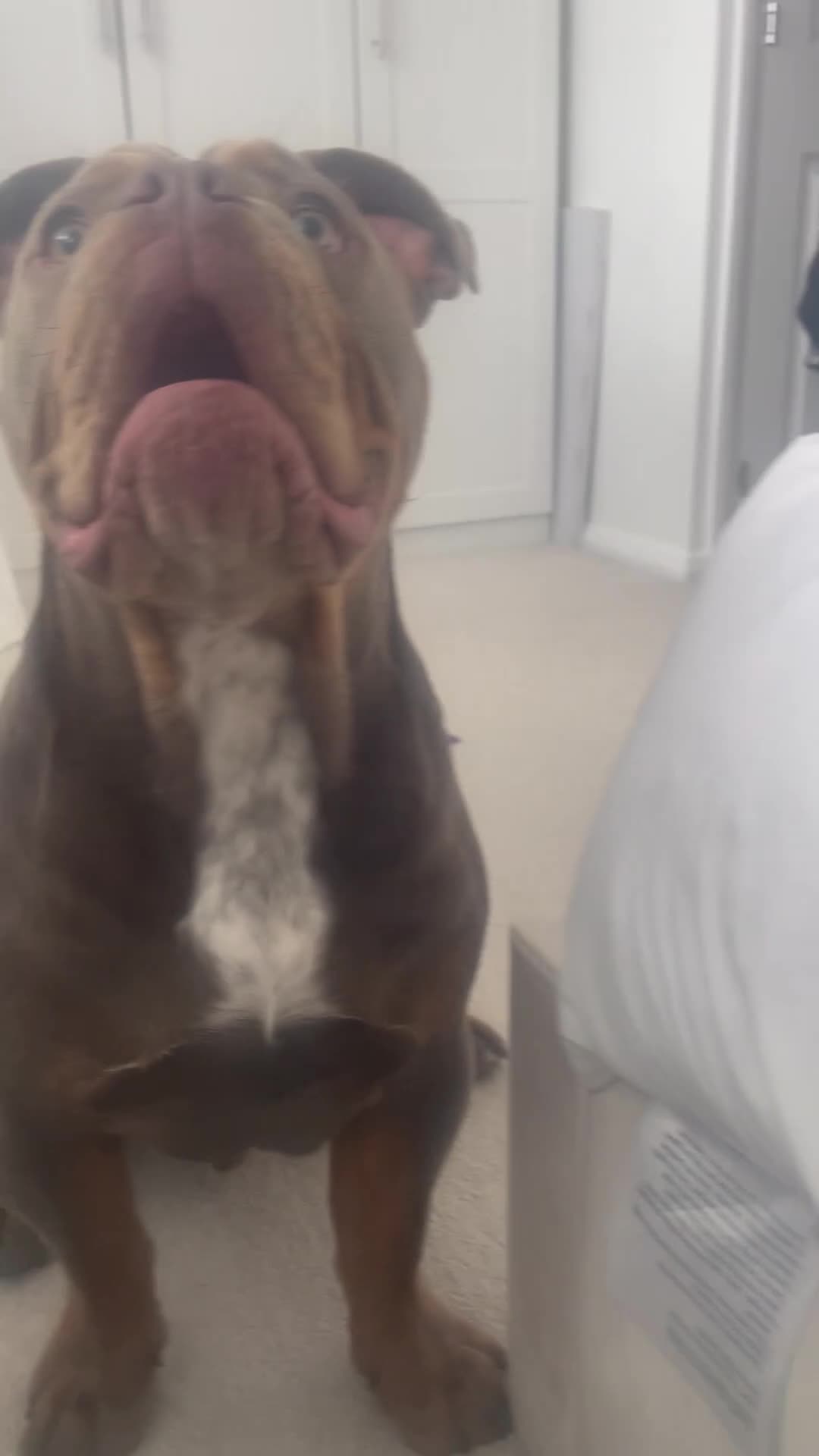 Olde English Bulldogge dogs for sale: Older tyme bulldog for sale - Video 1