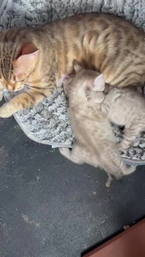 Bengal cats for sale: Two Stunning Snow Lynx Bengal Boys 🐾💙 - Video 1