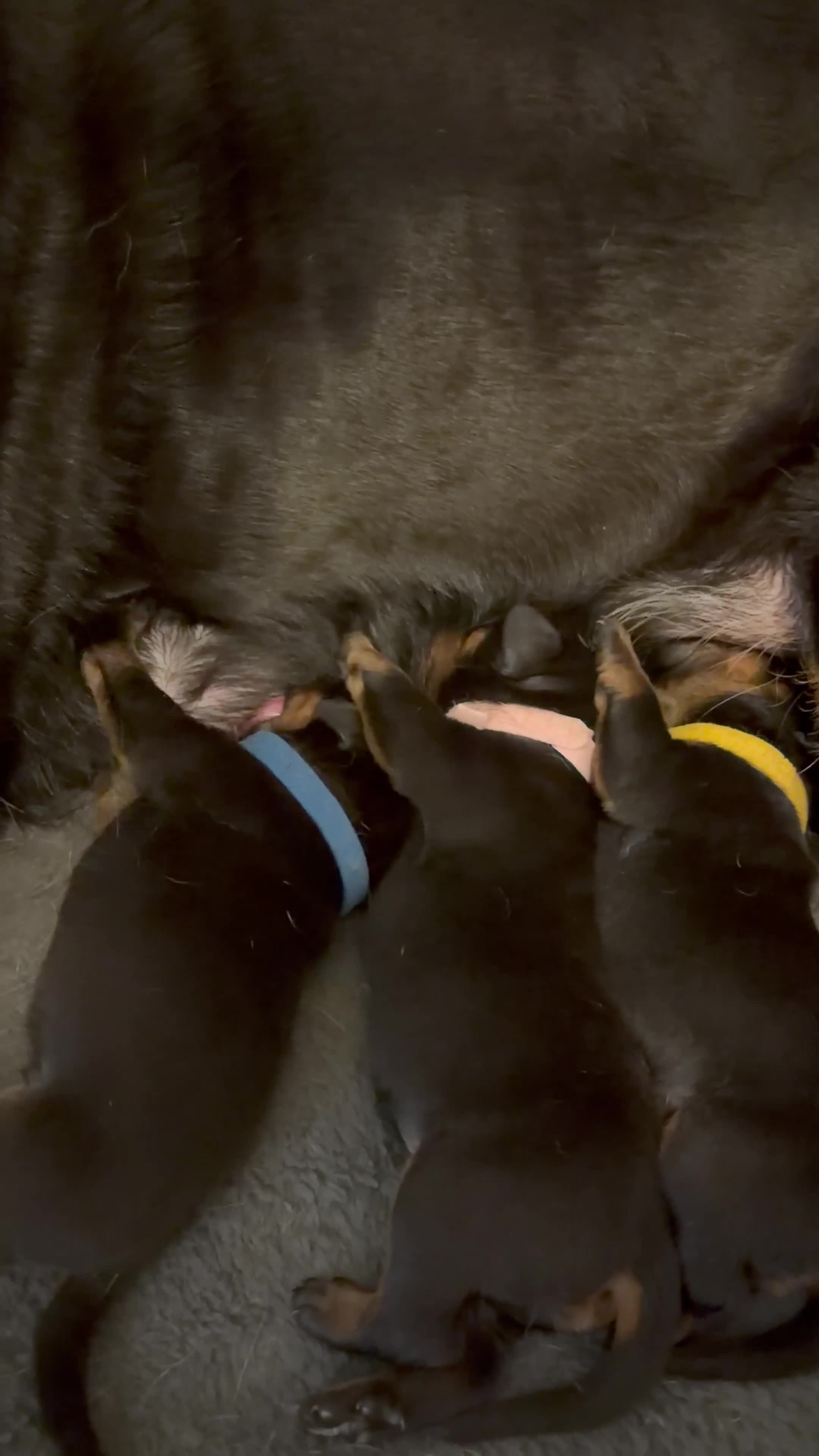 Rottweiler dogs for sale: Rottweiler puppies - Video 1