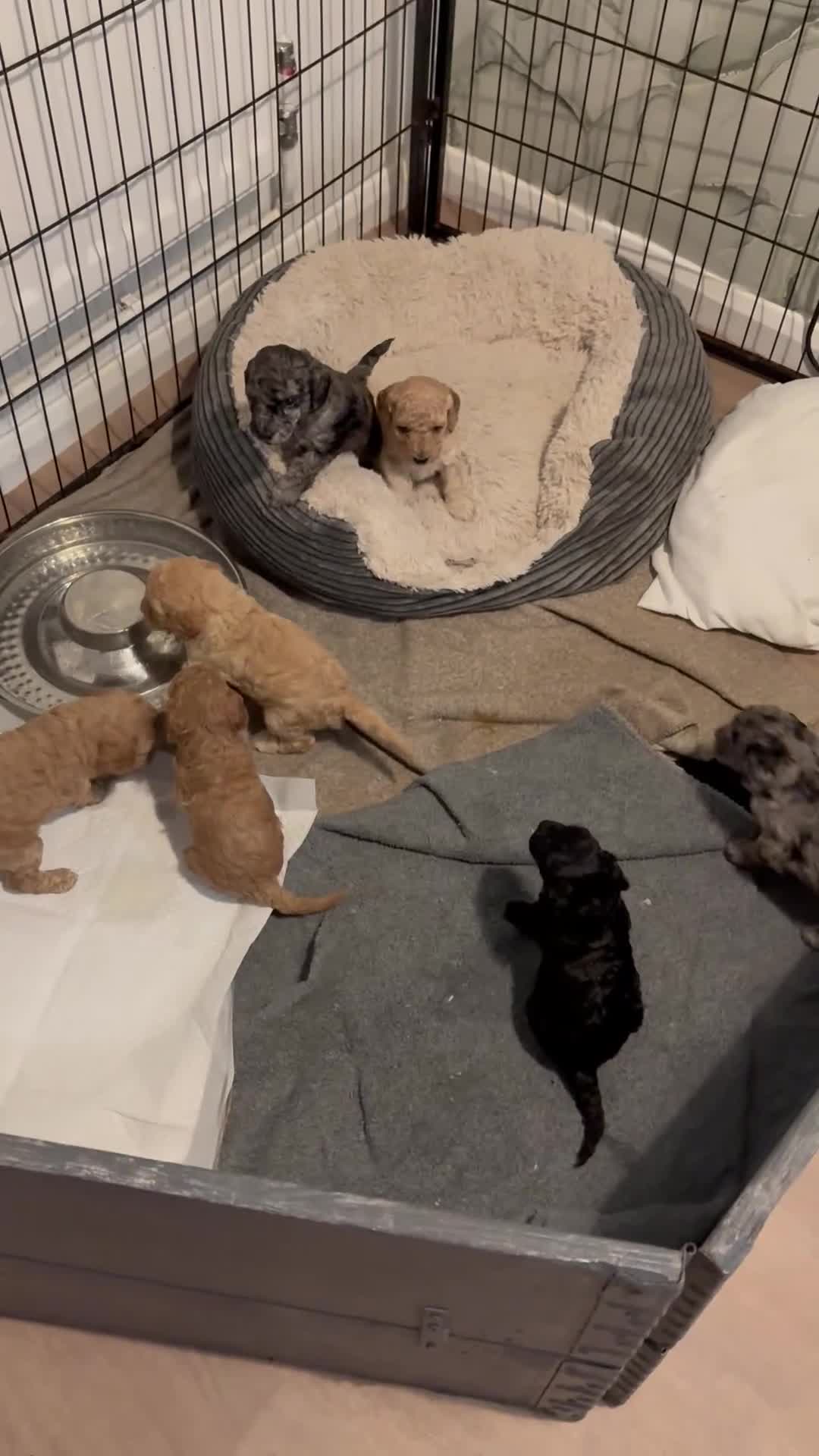 Cockapoo dogs for sale: Beautiful f2 cockapoo pups  in Peterlee - Video 1