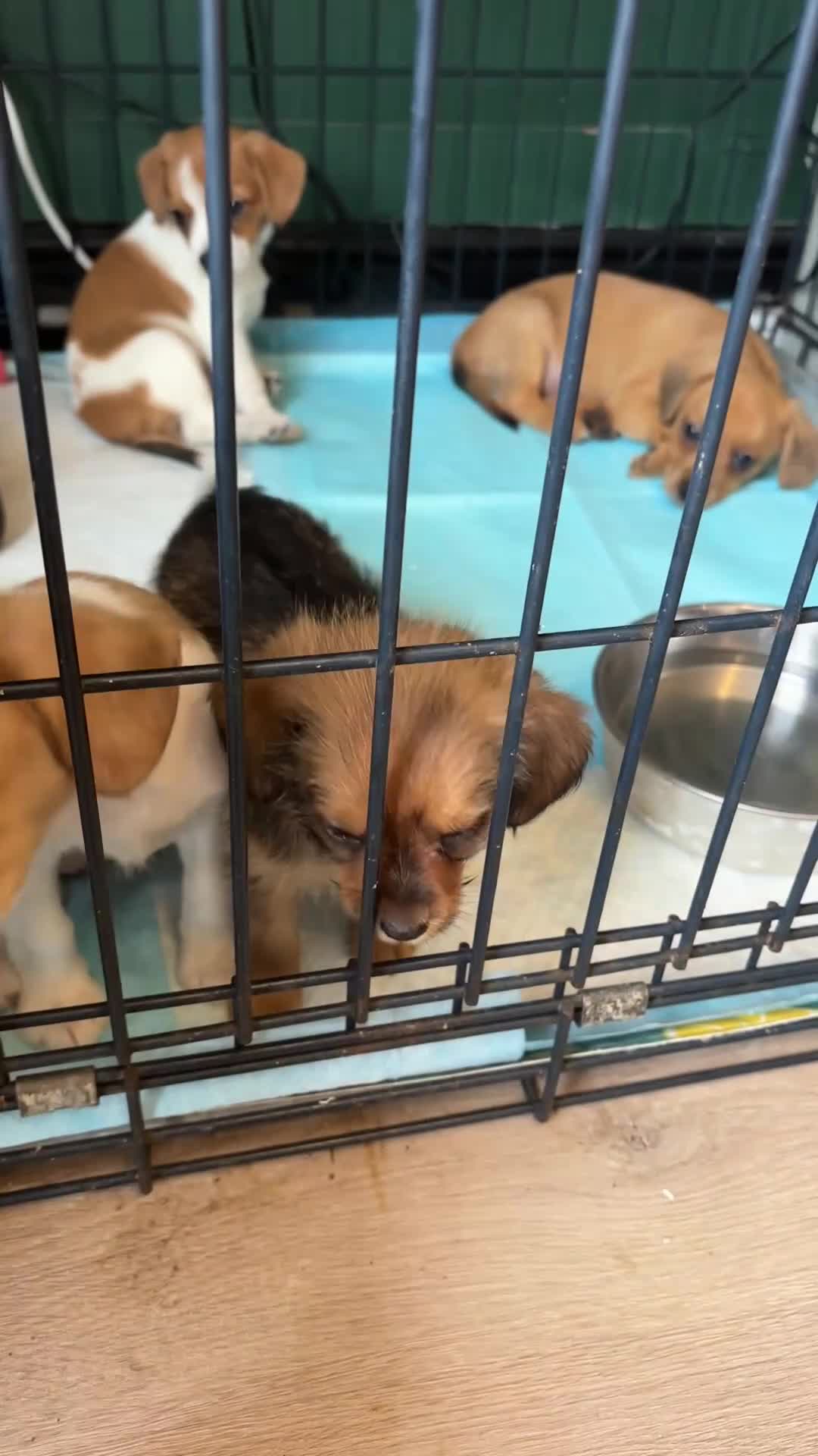 Mixed Breed dogs for sale: Dauschund x Pomeranian  in Wells-next-the-Sea - Video 1