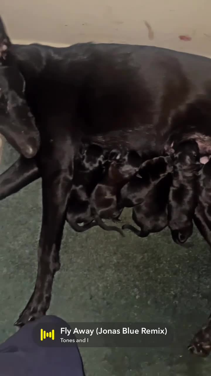 Mixed Breed dogs for sale: Belgium Malinios - Video 1