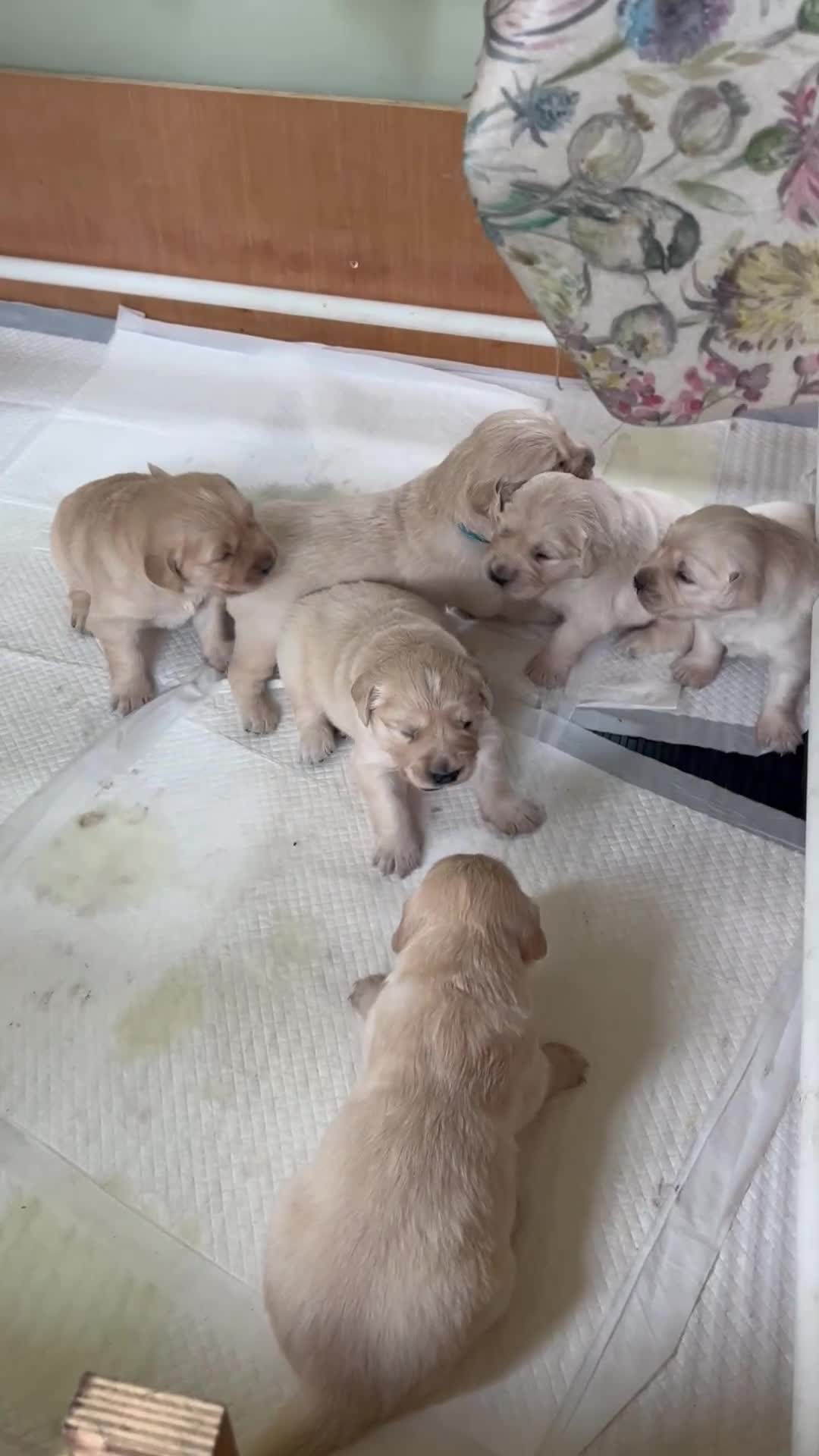 Golden Retriever dogs for sale: Big Boned Golden Retriever 07983316257 - Video 2