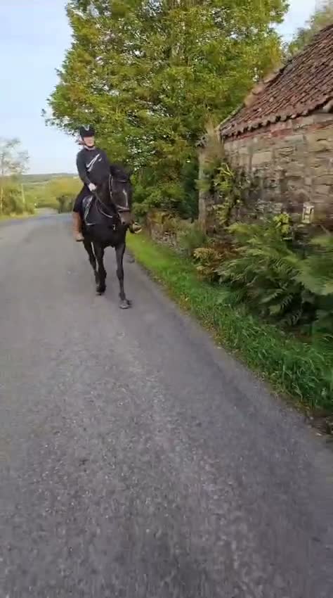 Irish Sports horses for sale: Monty in Nottingham - Video 2