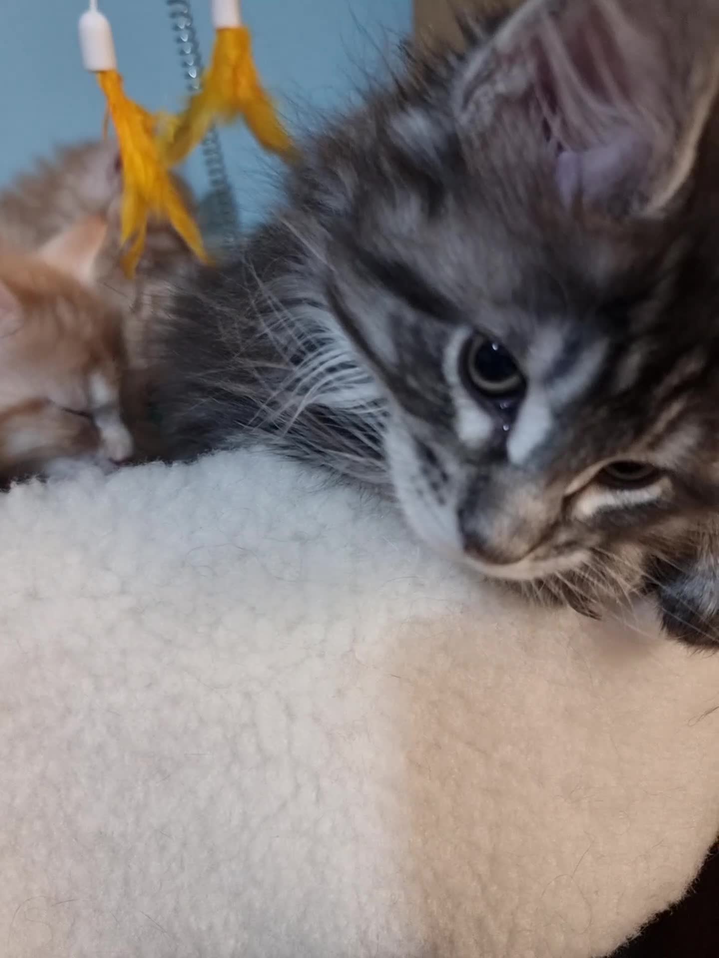 Maine Coon cats for sale: GCCF Registered Pedigree Main Coon Kittens - Video 5