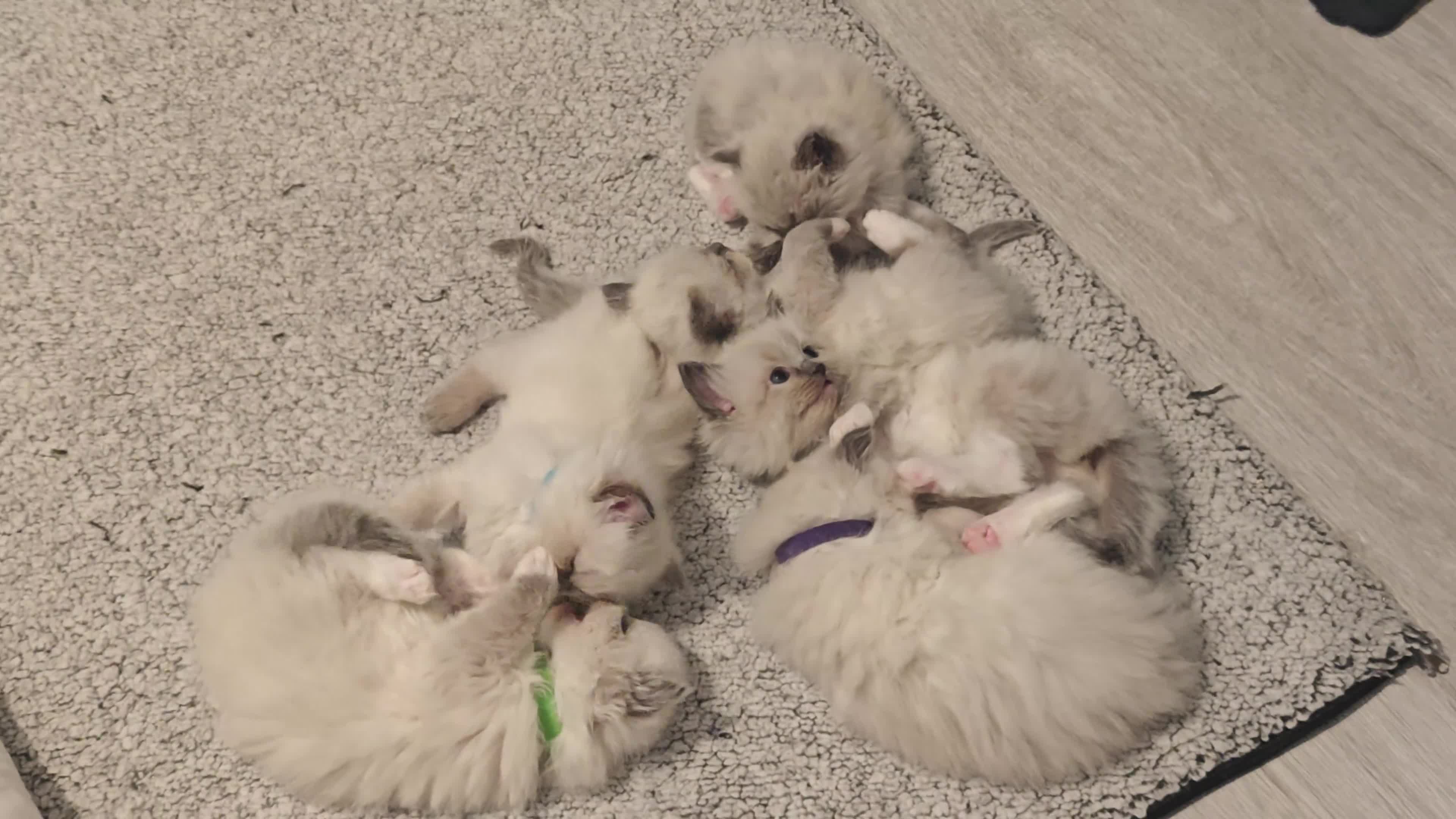 Ragdoll cats for sale: My stunning Ragdoll kittens - Video 3