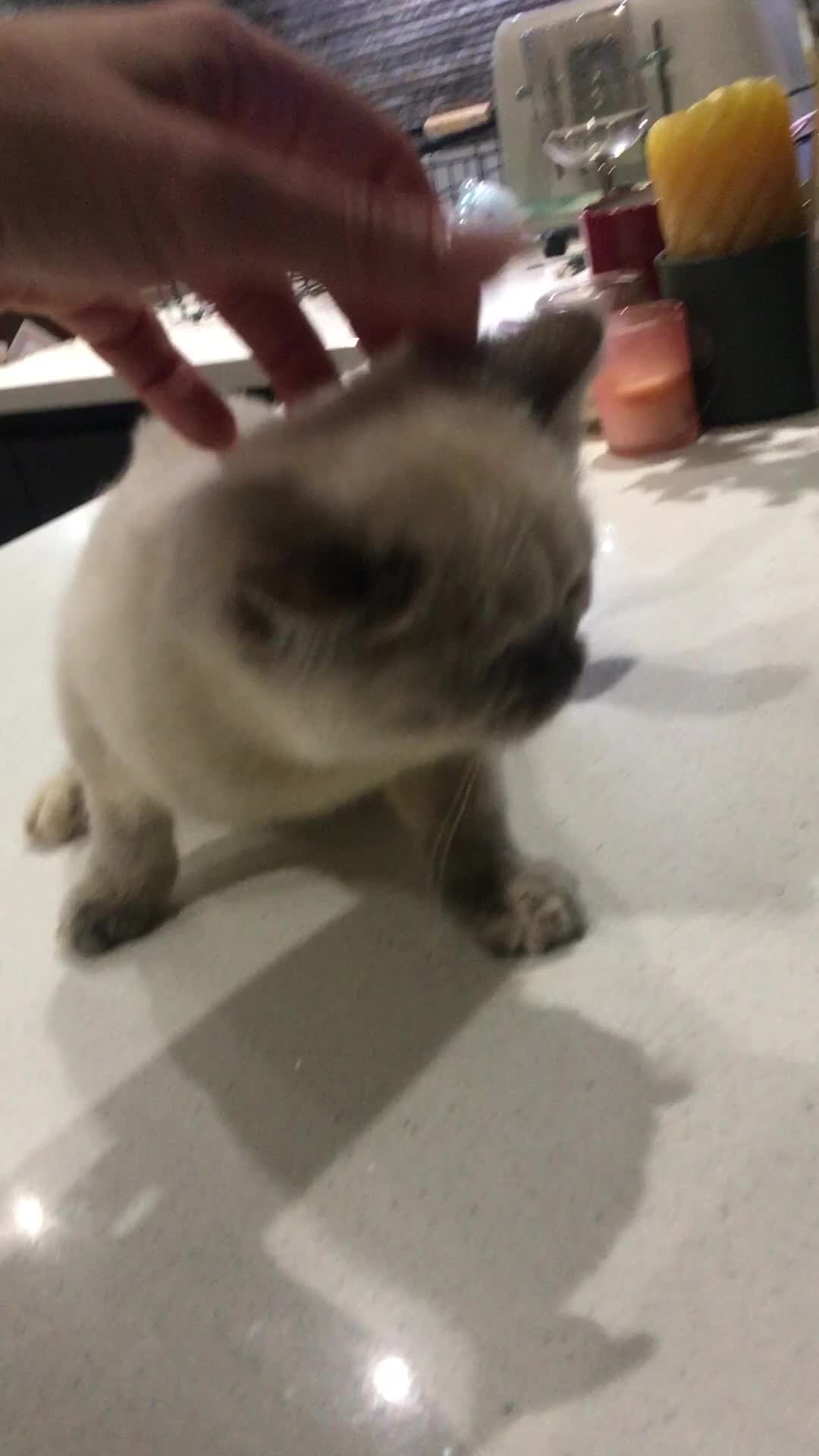 British Shorthair cats for sale: Only 2 baby boys left Stunning fluffy kittens  - Video 4