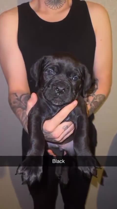 Cane Corso dogs for sale: Cane Corso Puppies - 4 Females & 1 Male, Ready Now - Video 4