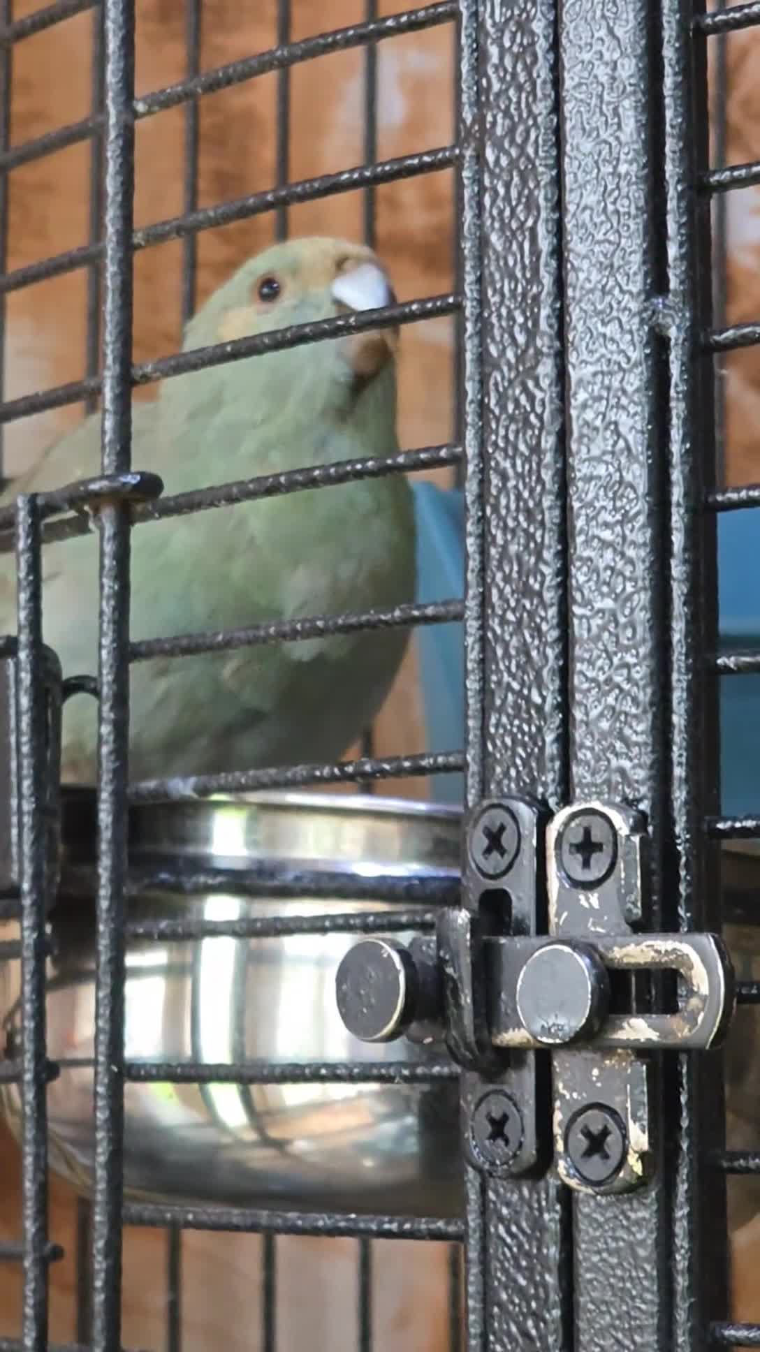 Parakeets birds for sale: Male and Female Blue Kakarikis - Video 1