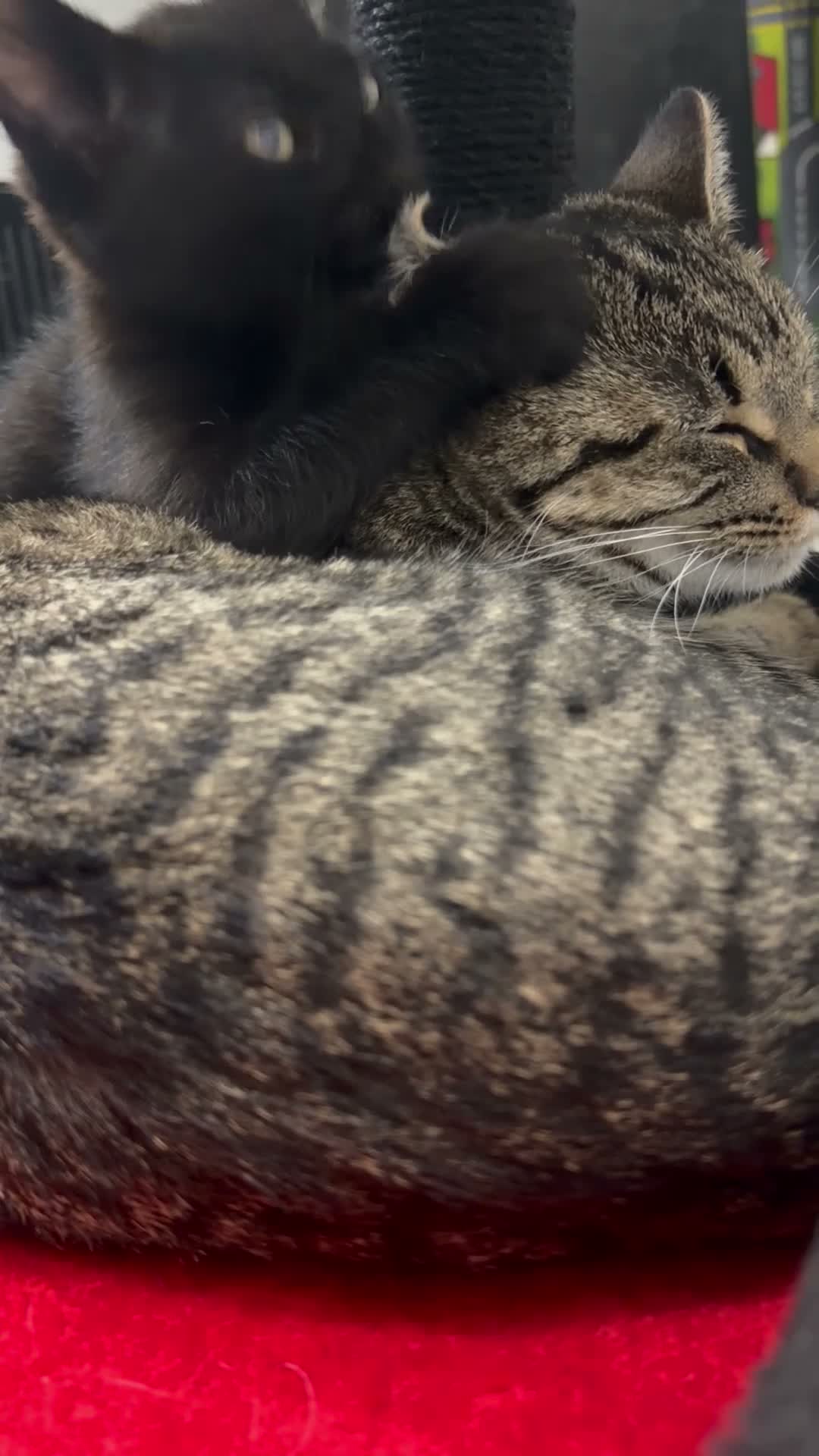 Mixed Breed cats for sale: 1 black kitten & 1 junior tabby - Video 2