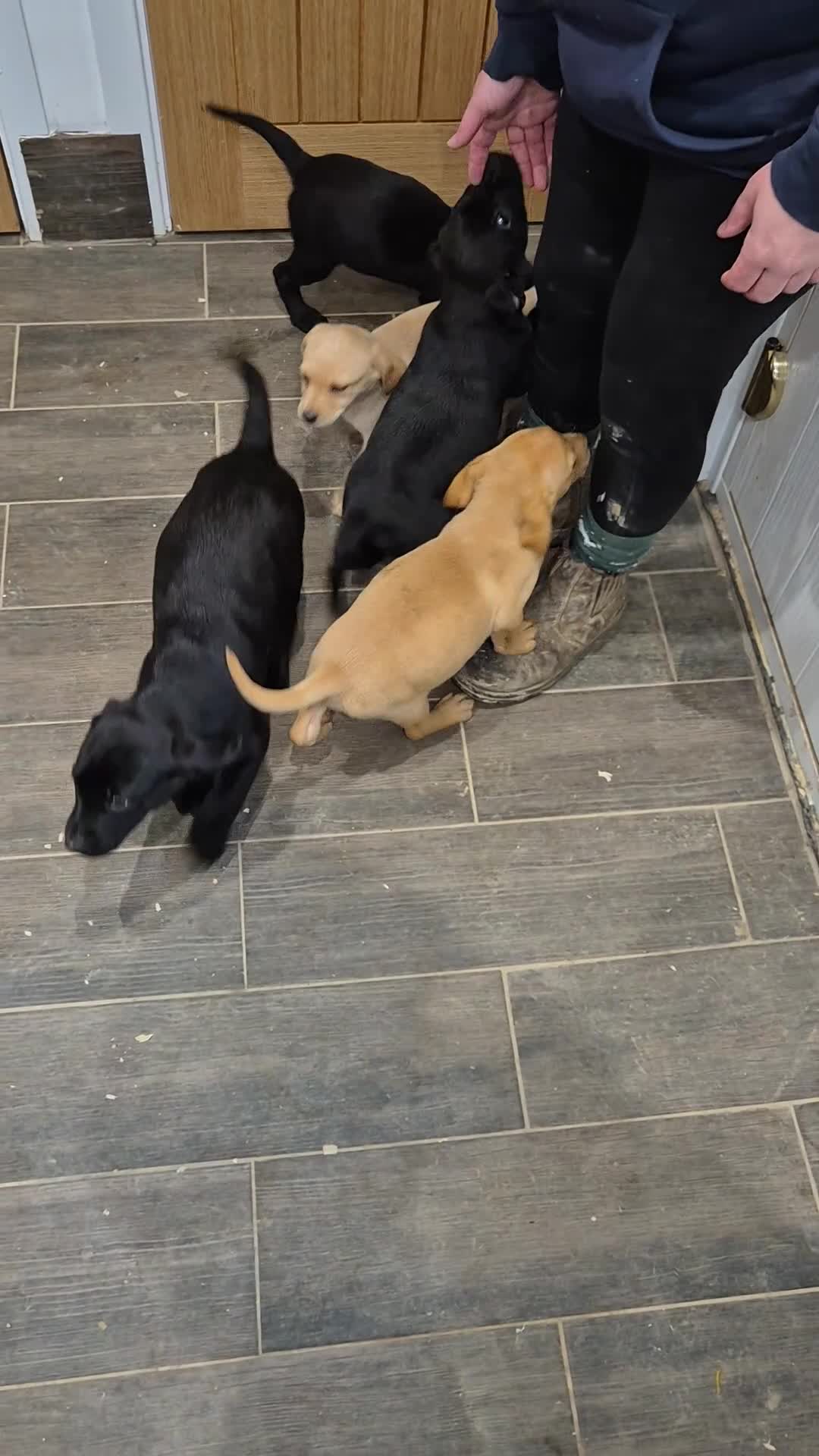 Labrador Retriever dogs for sale: Labrador Puppies - Video 1