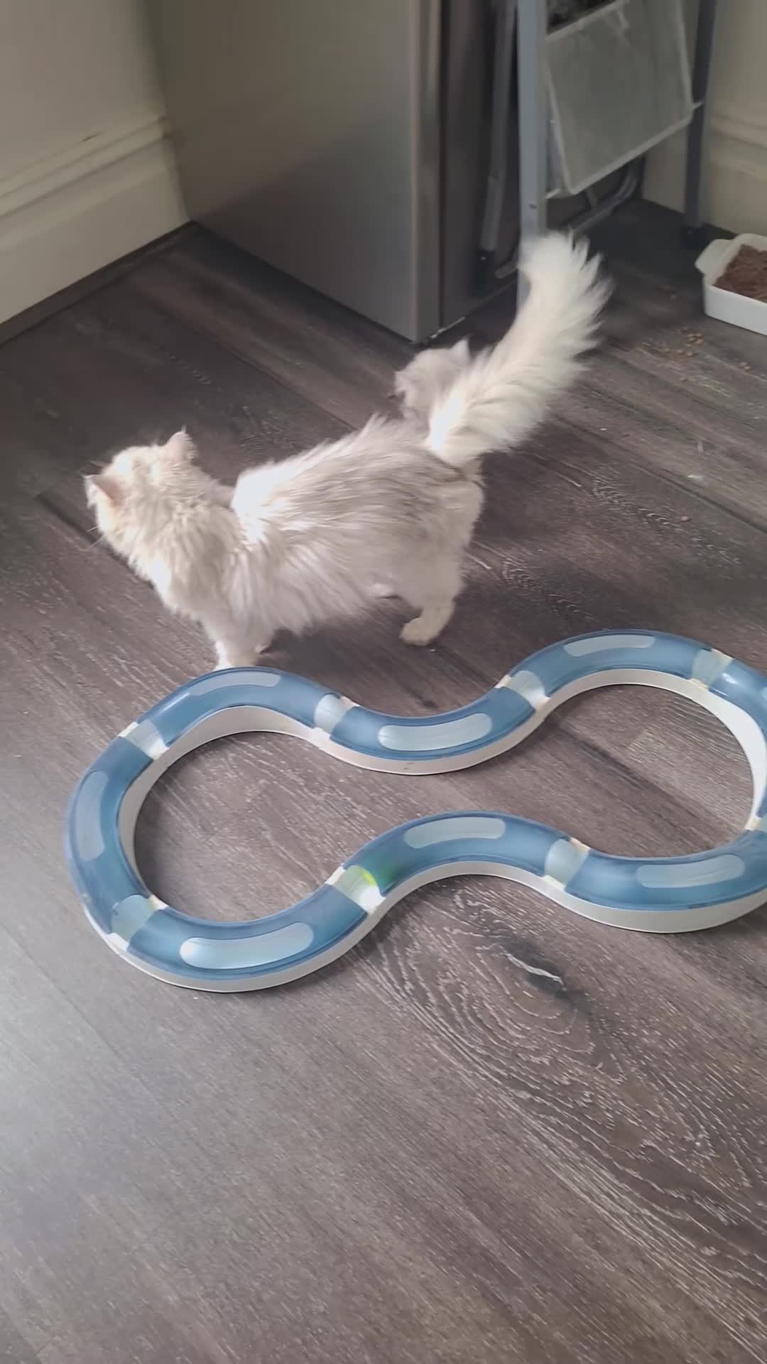 Persian cats for sale: 1 male left Persian chinchilla  - Video 4