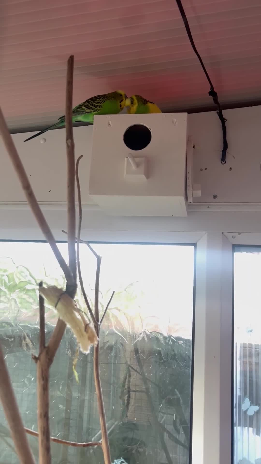 Budgerigars birds for sale: Budgies  - Video 1