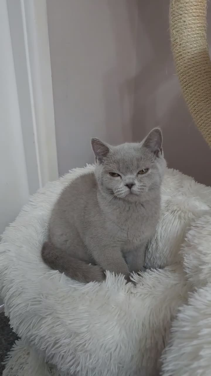 British Shorthair cats for sale: 💜 Lilac British Shorthair Kittens 💜 - Video 5