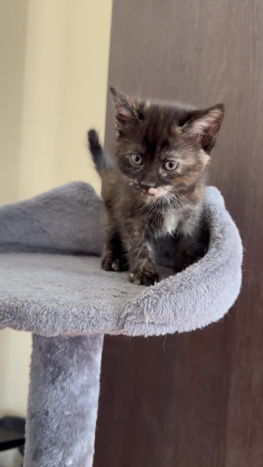 Mixed Breed cats for sale: 3 beautiful kittens for sale  - Video 2