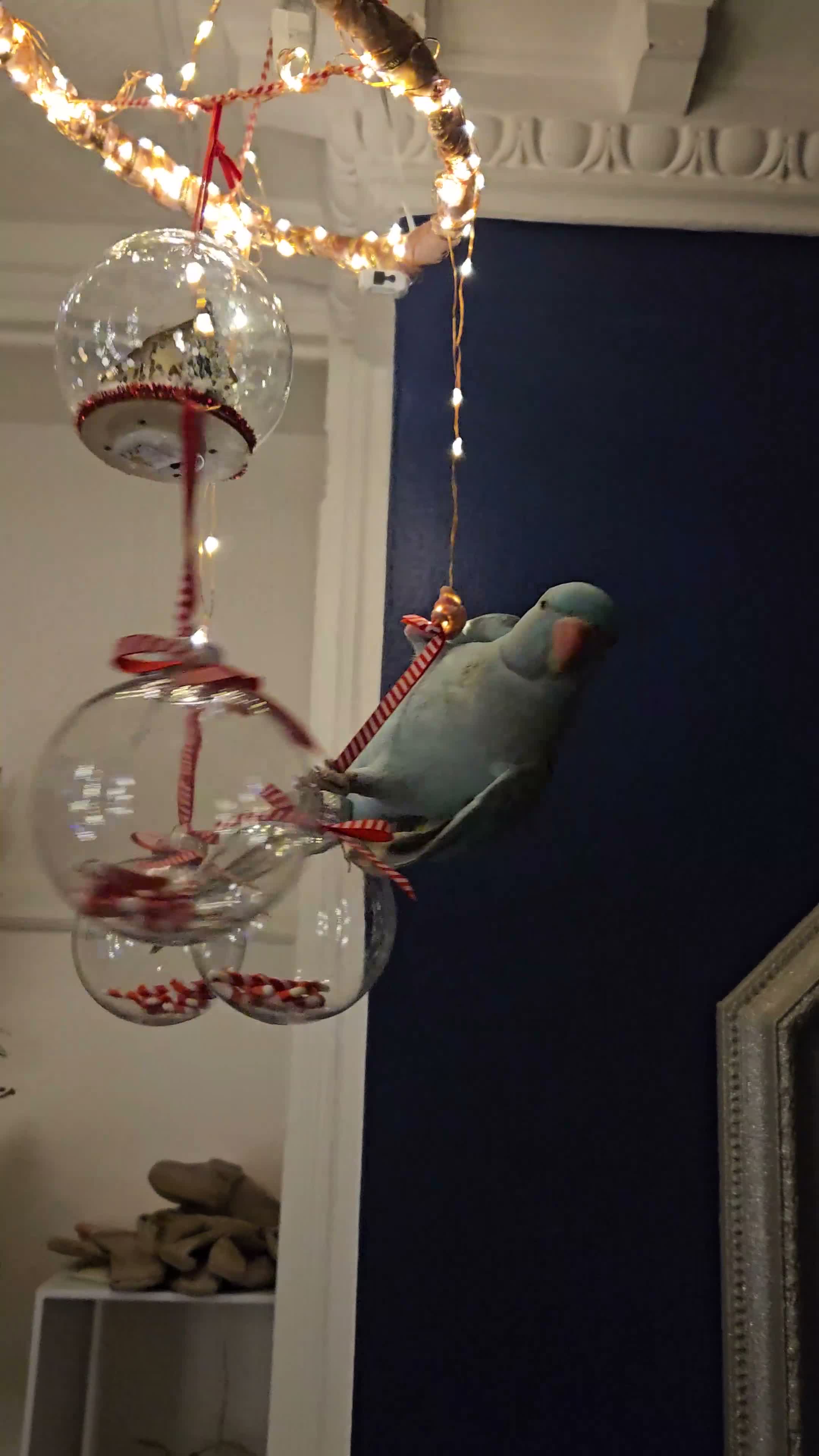 Parrots birds for sale: Male indian ringneck parrot in Doncaster - Video 1