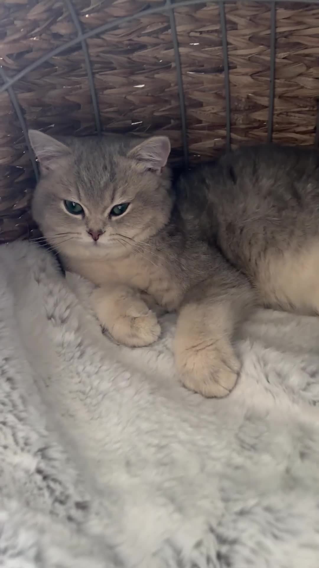 British Shorthair cats for sale: ⭐️ Blue Golden British short hair Male ⭐️  - Video 1