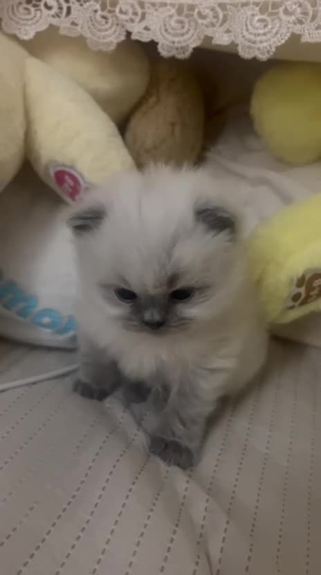 Ragdoll cats for sale: Kitten looking for loving home  - Video 2