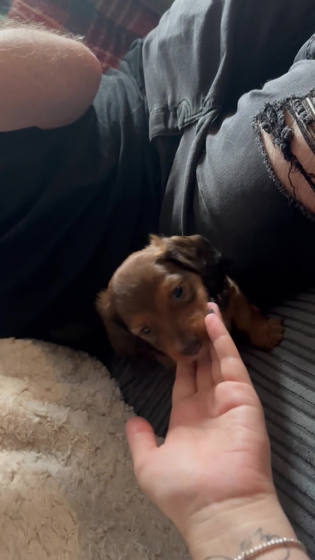 Miniature Dachshund dogs for sale: 1 Female Long Haired Miniature Dachshund - Video 1