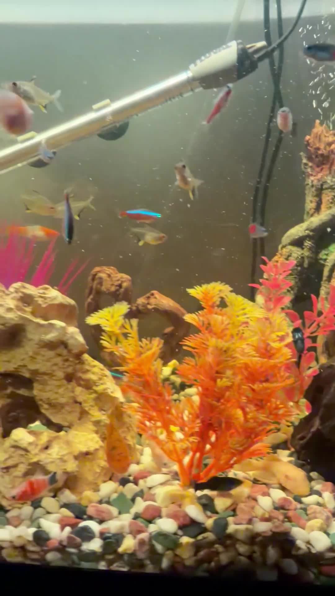 Swordtails fish for sale: Tropical fish community - Video 3