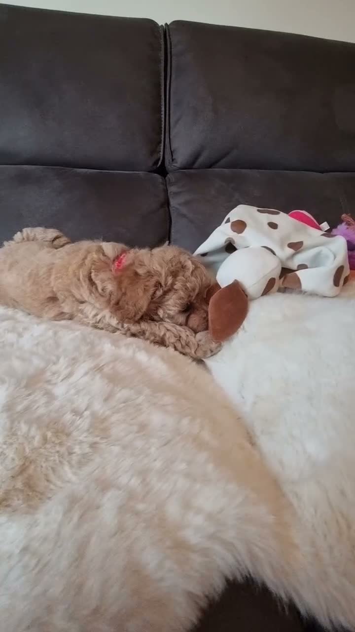 Shihpoo dogs for sale: Gorgeous Little Shihpoo Pups sold Fully Vaccinated - Video 2