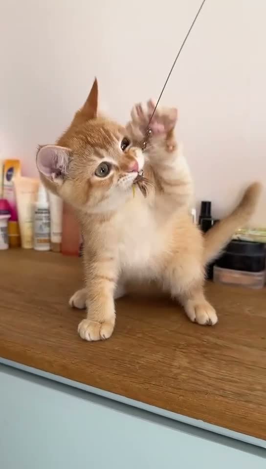 British Shorthair cats for sale: Beautiful BSH kitten  - Video 1