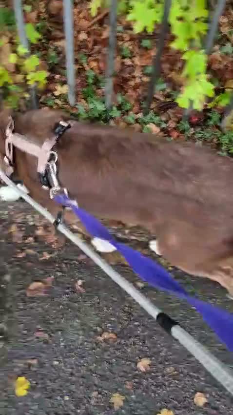 Mixed Breed dogs for sale: Lovely Gem needs her family  in Aldershot - Video 4